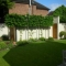 Pleached Hornbeam trees