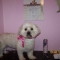 Suzi Bichon X