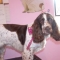 Tikka Springer Spaniel