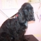 Cookie Cocker Spaniel