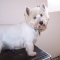 West Highland Terrier