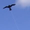 Bird Scaring Kite