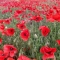 poppies!