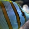 Marine Fish