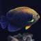 Marine Fish