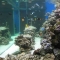 Marine Tank