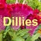 Hexham Florists