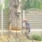 andy felling a large conifer