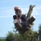 matt felling a willow tree 2012