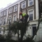 matt felling a pittsporoum tree 2012