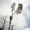 felling a large ash 2012