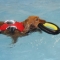 Rosie swimming for rehabilitation and fun, post patella surgery