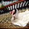 Lincoln Wedding Photography