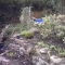 Start of Permaculture garden in Sherwood
