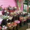Bouquets for sale