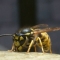 Nice Wasp close up
