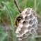Queen Wasp building her nest