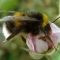 Bumblebee, KPN Wasp Nest Removal do not kill Bumblebees