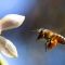 Honeybee, KPN Wasp Nest Removal do not kill Honeybees