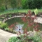 Koi Pond