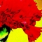 wow carnation