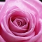 PINK ROSE