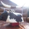 rodeo bull