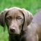 Dog Walking Cannock