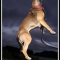 Dog Jumping