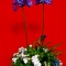 AGAPANTHUS SENTINEL