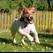 Pet Photography