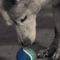 Pet Photography