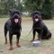 two rotties was picked up from airport then was taken for a walk