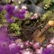 Gardening Ideas
