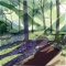 'Spring in Ecclesall Woods'  Limited edition print