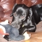 Milo and his penguin