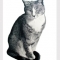 Cat Pencil Portrait