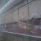 During repairs