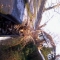 Creeper causing gutter chaos