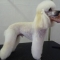 Poodle