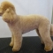 Small Poodle