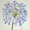 Agapanthus