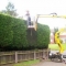 Tree Services