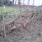 Hedge Laying