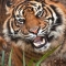 Sumatran Tiger