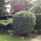 Shaping