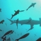 Cocos Island Liveaboard trip photo