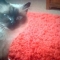 A lovely kitty client