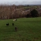 Adorable clients enjoying a romp in the field
