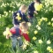 Our field full of Daffodils in spring